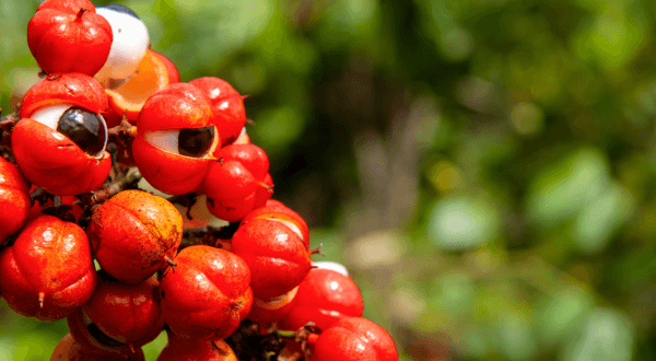 Guarana
